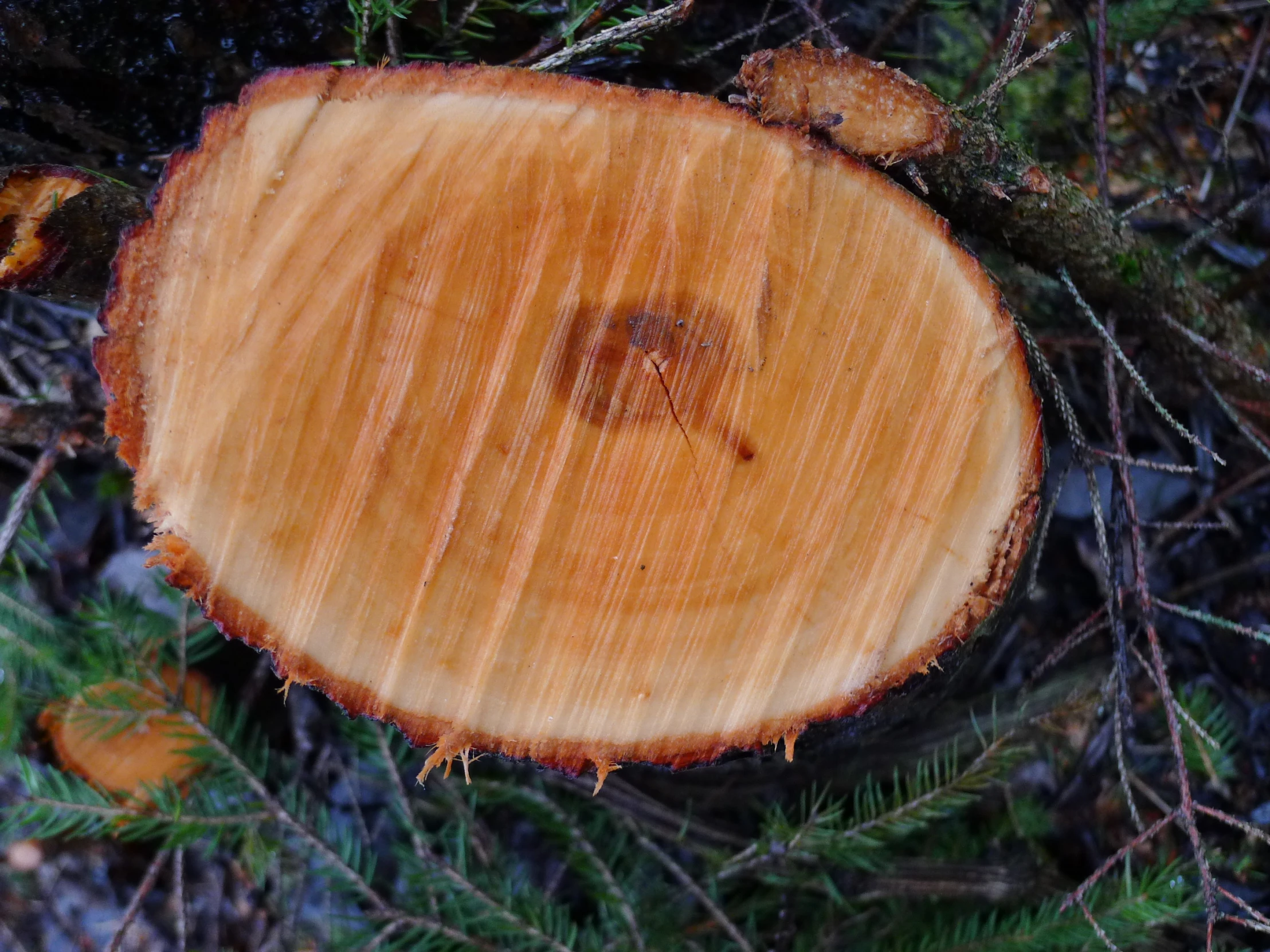 a cut in half tree is standing next to another tree