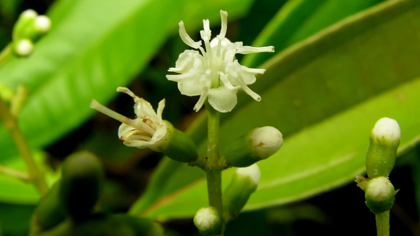 an image of a flower in the bush