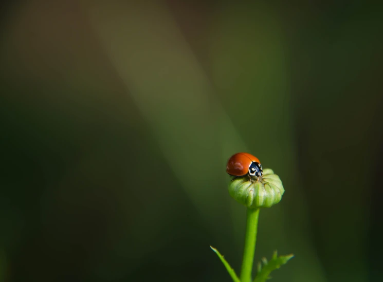 a ladybird sitting on a blade of grass