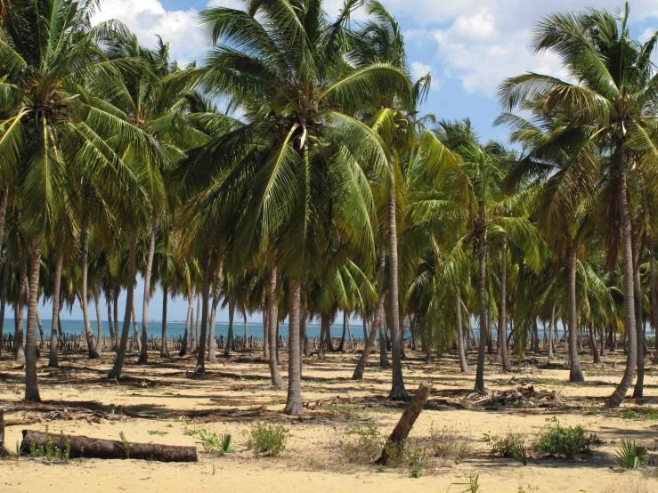 a group of palm trees are near the beach