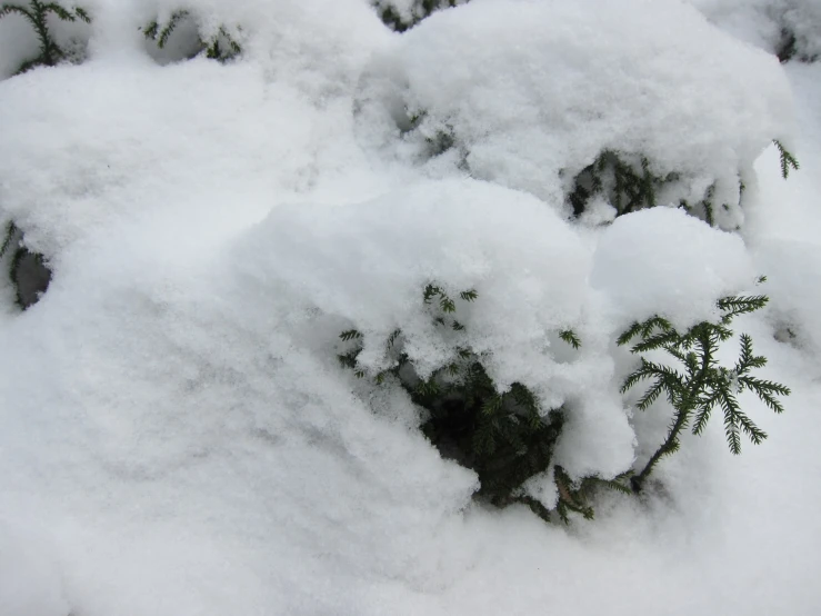 close up of a cluster of snow covered plants