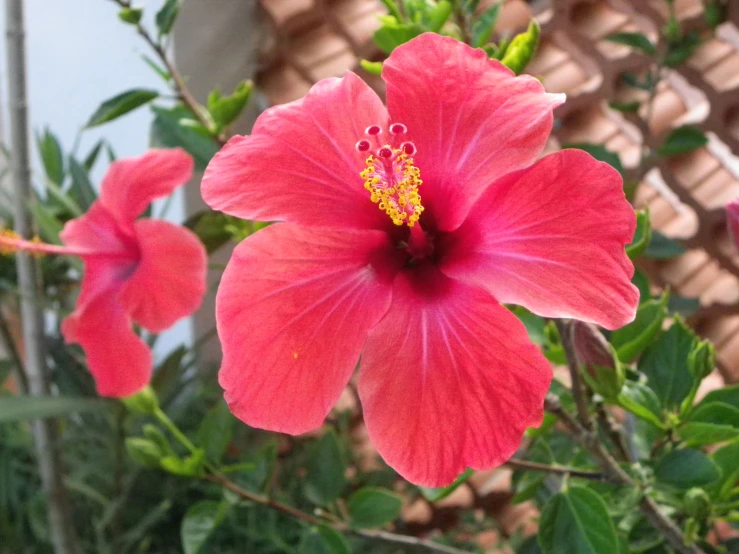 a pink flower on the side of a fence