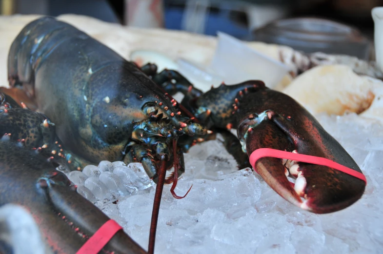 lobster laying on top of an ice flake with red ribbon