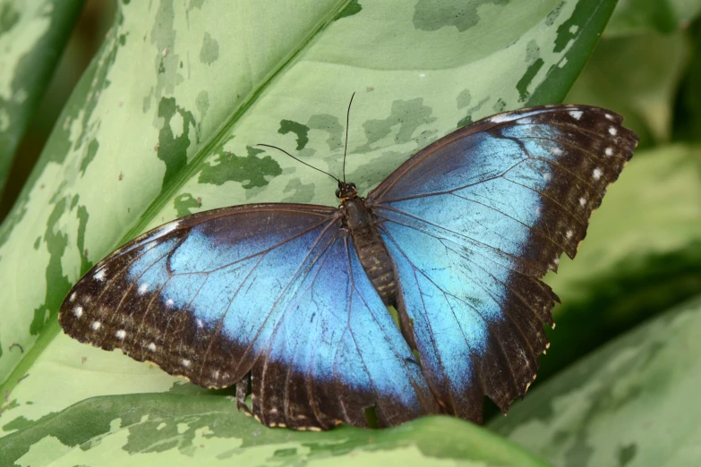 blue erfly sitting on a green leaf in the sunlight