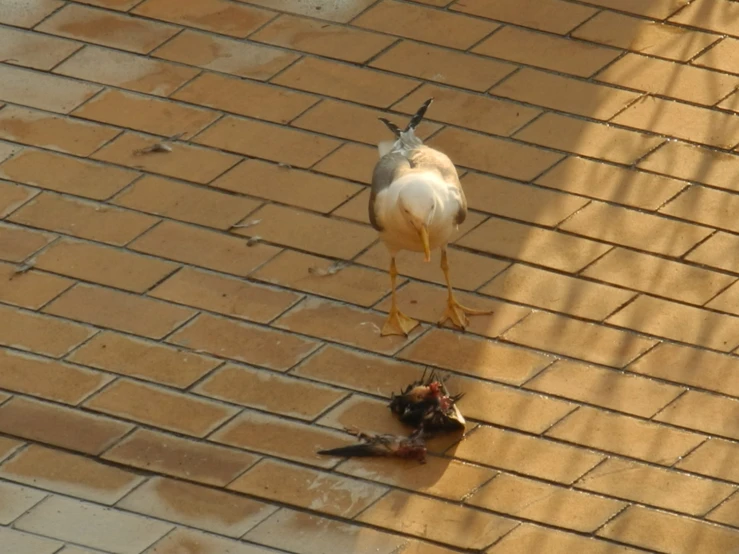 there is a large bird standing on a brick road