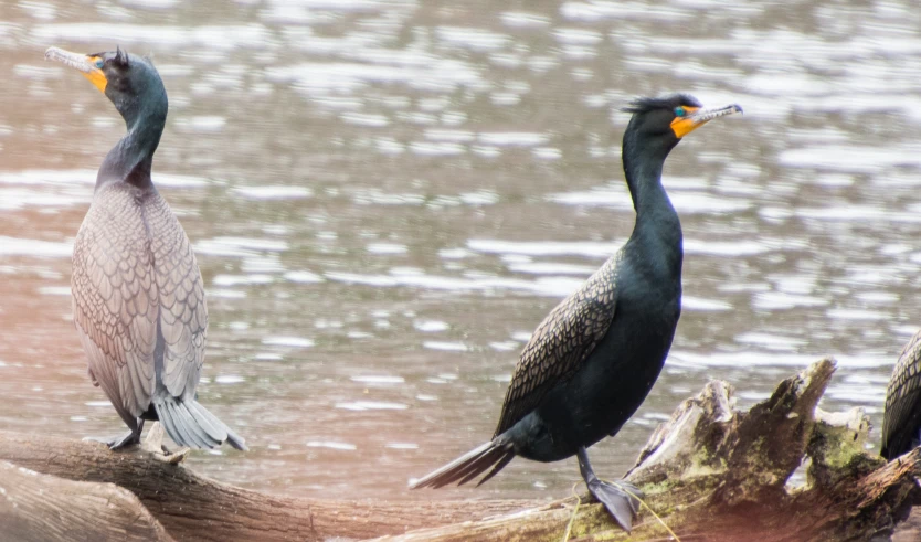 a couple of birds are sitting on a log