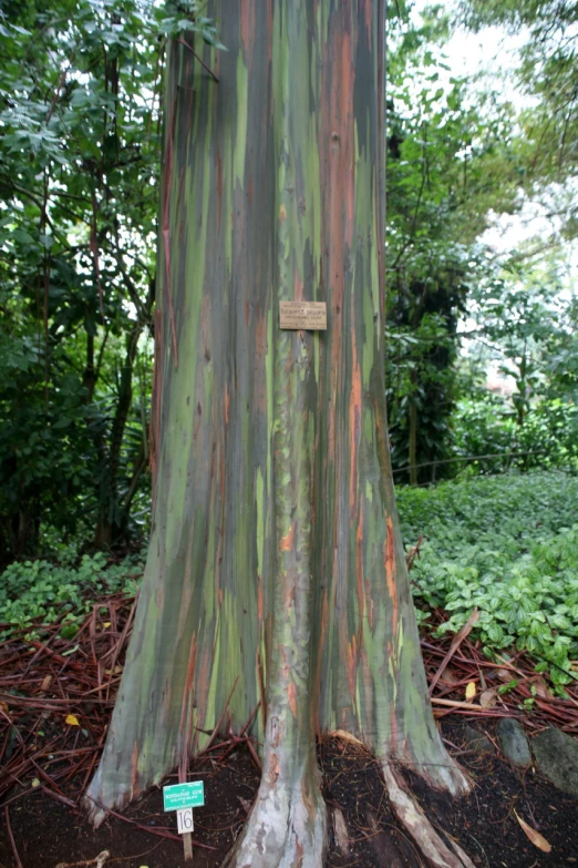 a tree with some signs near it