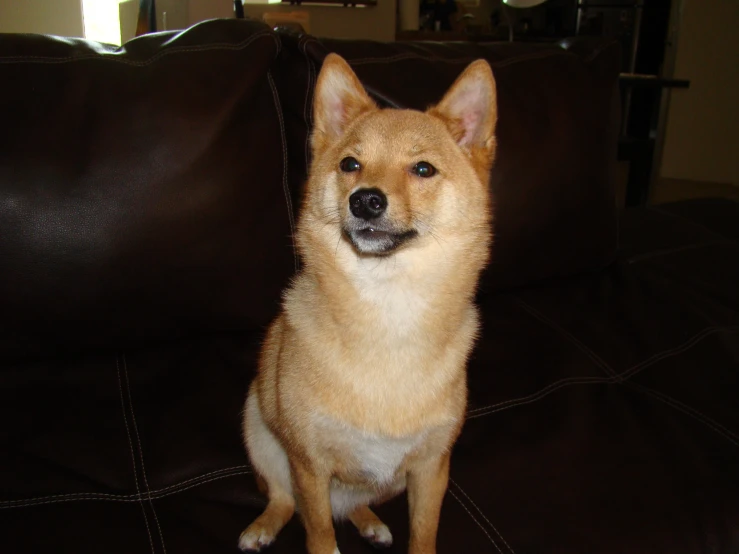 a brown dog sits on top of a leather couch