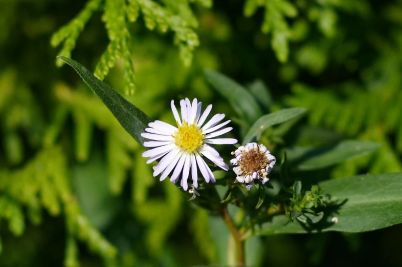 a white flower with a yellow center surrounded by leaves