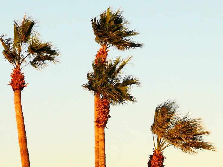 palm trees with one single leaf, and the third with only leaves