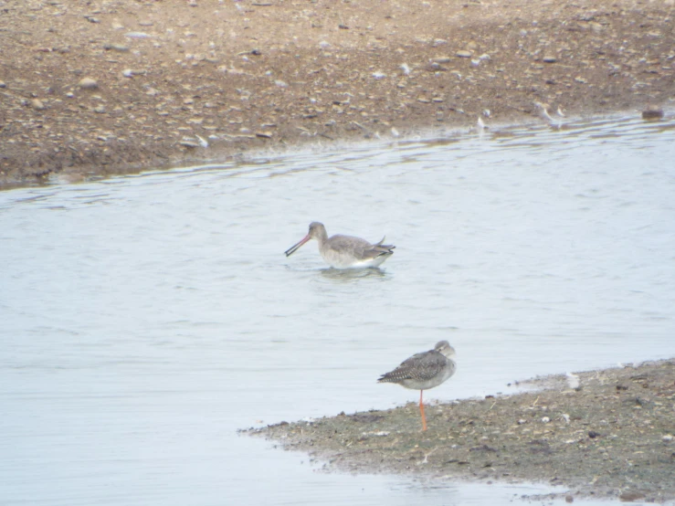 two birds standing in the water in muddy area