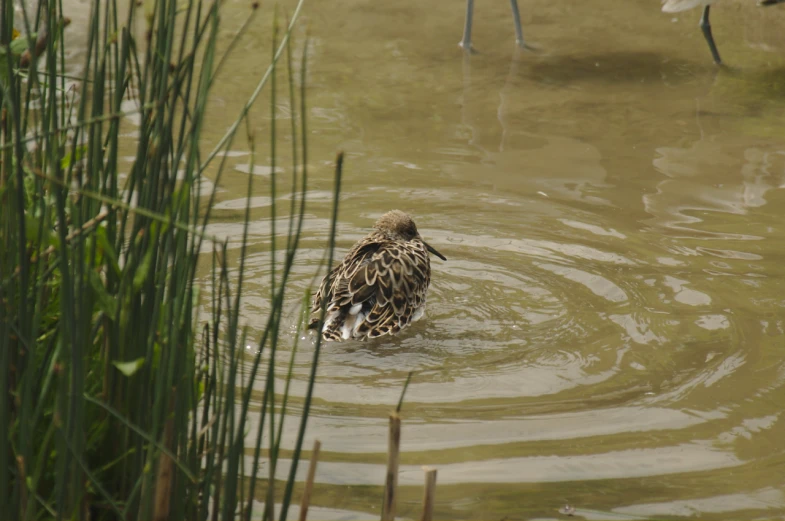 the bird is in the water and getting a drink