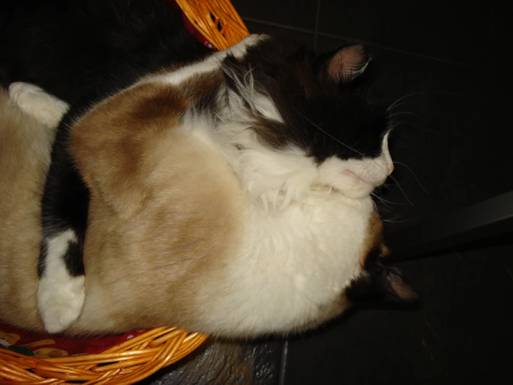 a black and brown cat sleeping in a basket