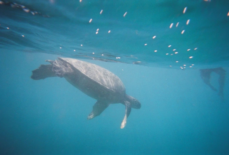 a large fish swims under water near the surface of the water