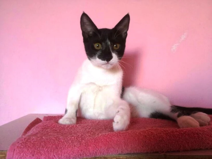 a black and white cat lying on top of a towel