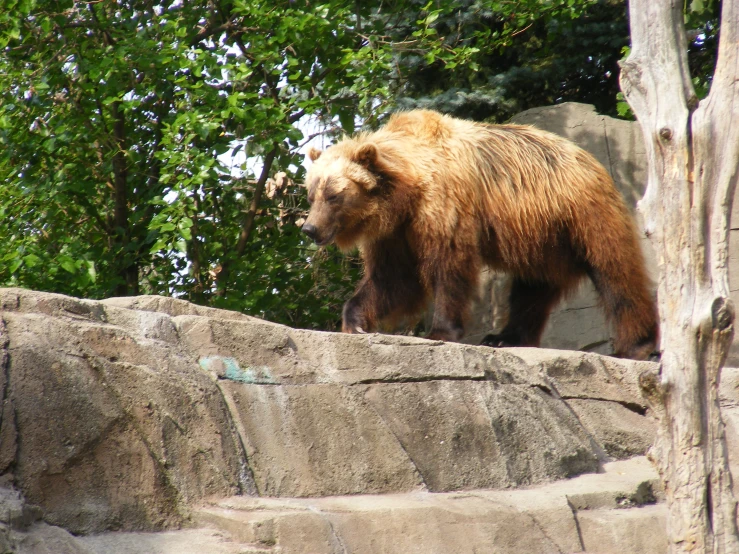 there is a big bear walking over some rocks