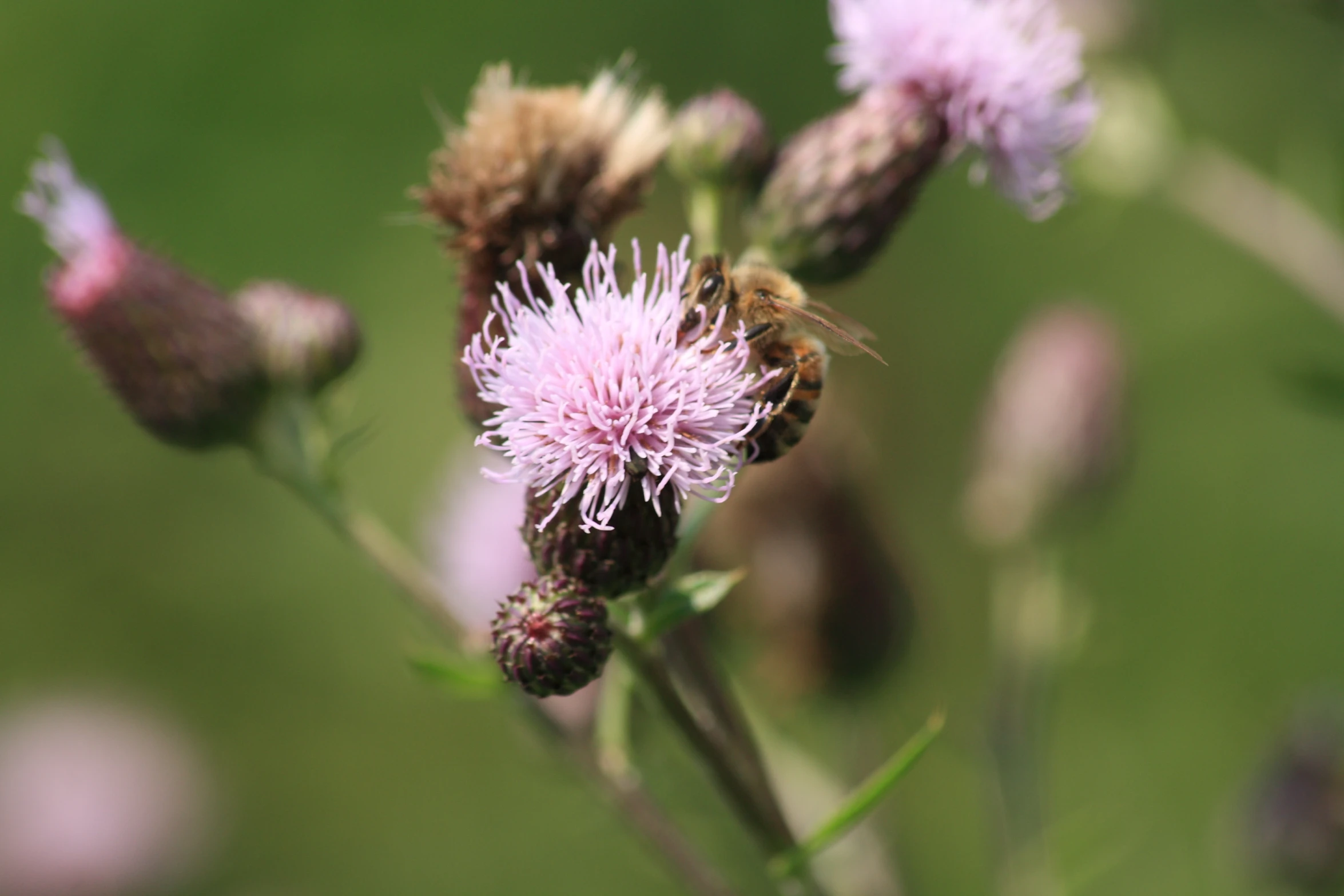 a small purple plant with a small bee on it