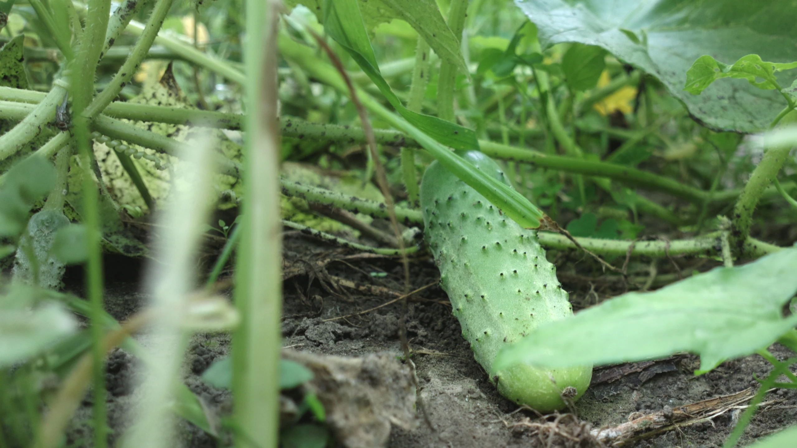 a bug crawling out of the dirt between plants