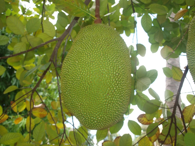 an overhead view of a green fruit hanging from a tree