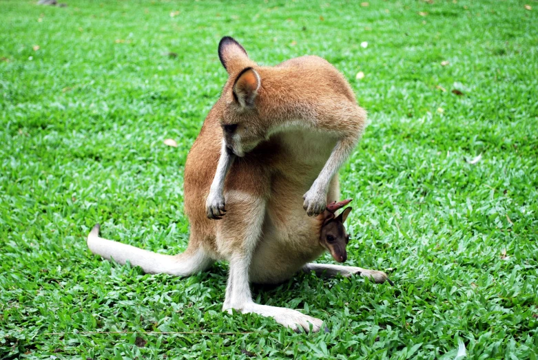 two brown kangaroos playing with each other in green grass