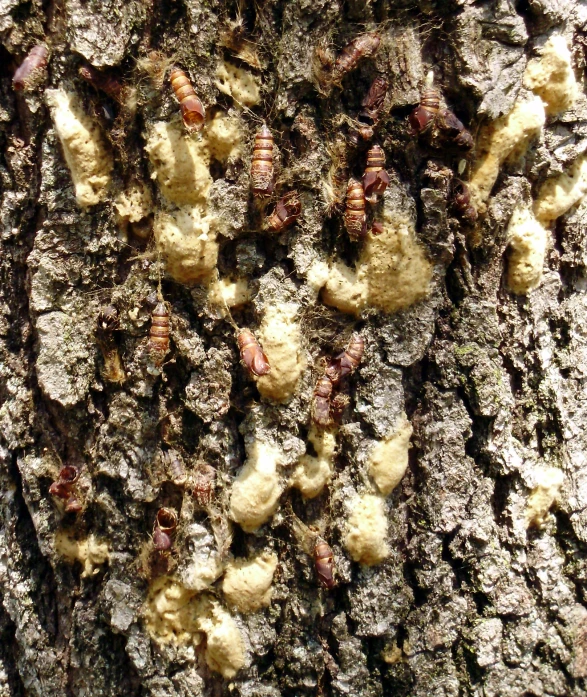 some bugs crawling on the bark of a tree