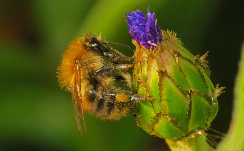 a yellow bee with a brown head on a purple flower