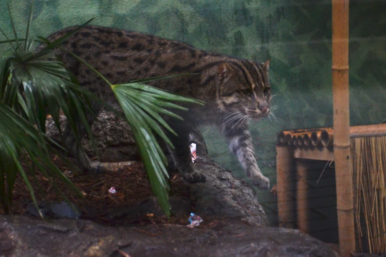 a tiger cat leaping over some rocks