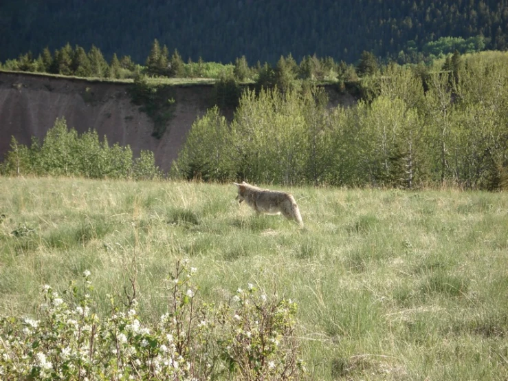 a dog running through a field with grass and flowers