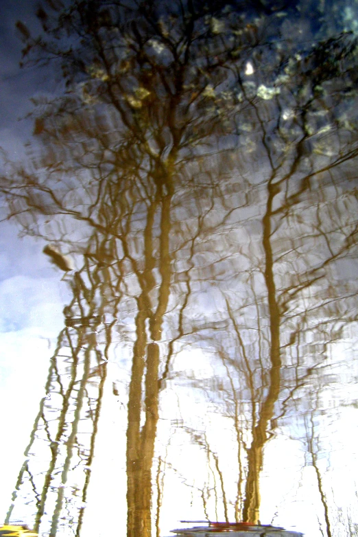 an artistic reflection of trees with a truck