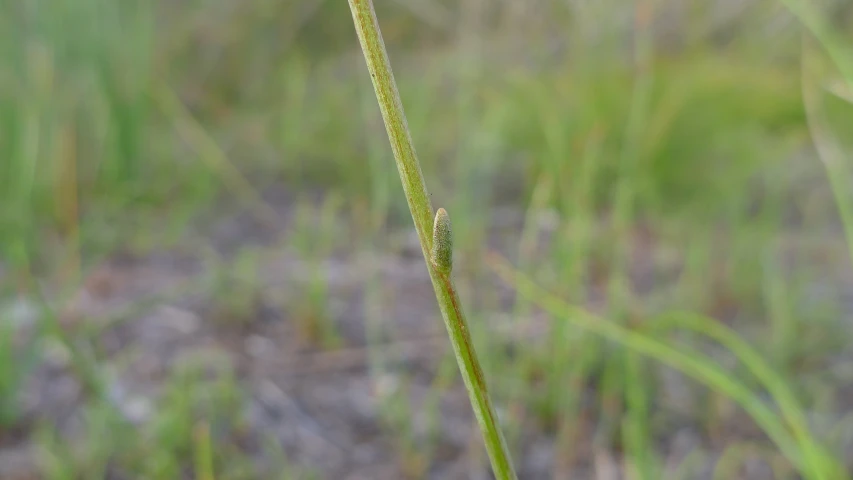 the stalk has small green leaves on it