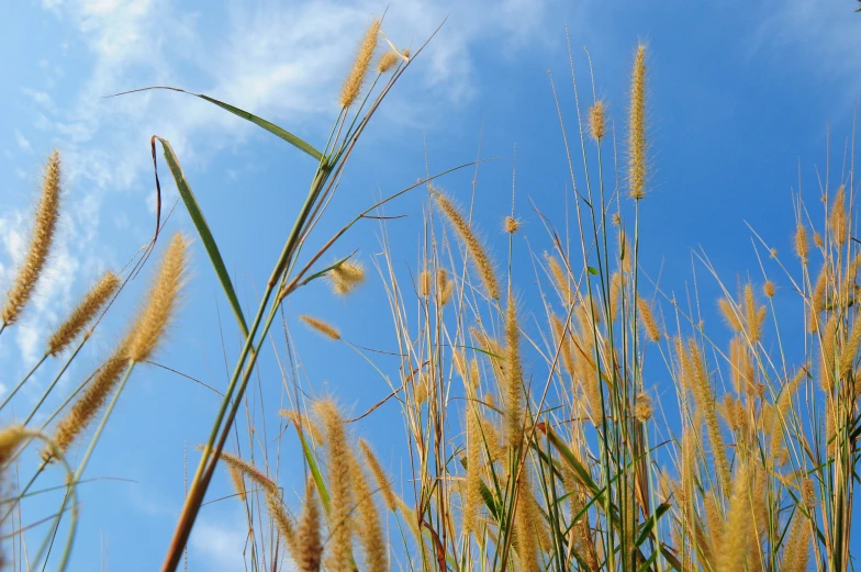 a blue sky that has some grass in it