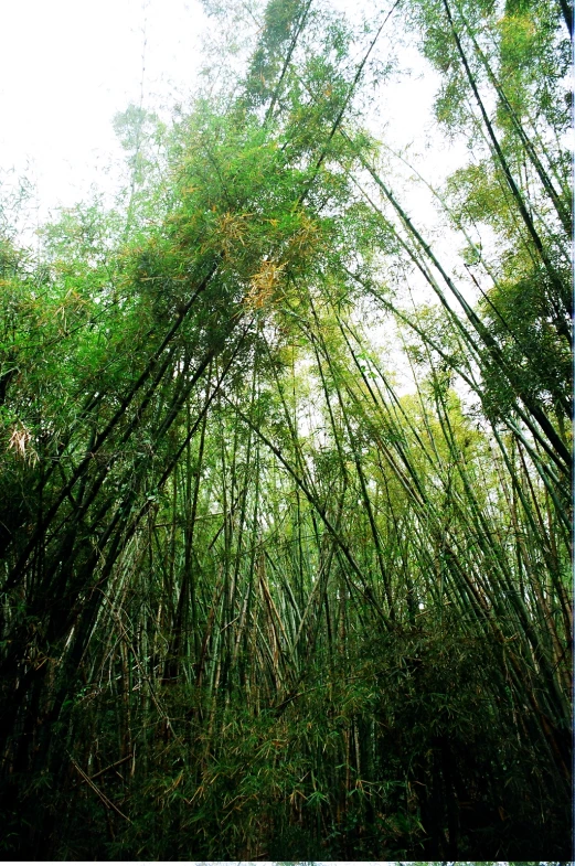 a group of trees with green tops near one another