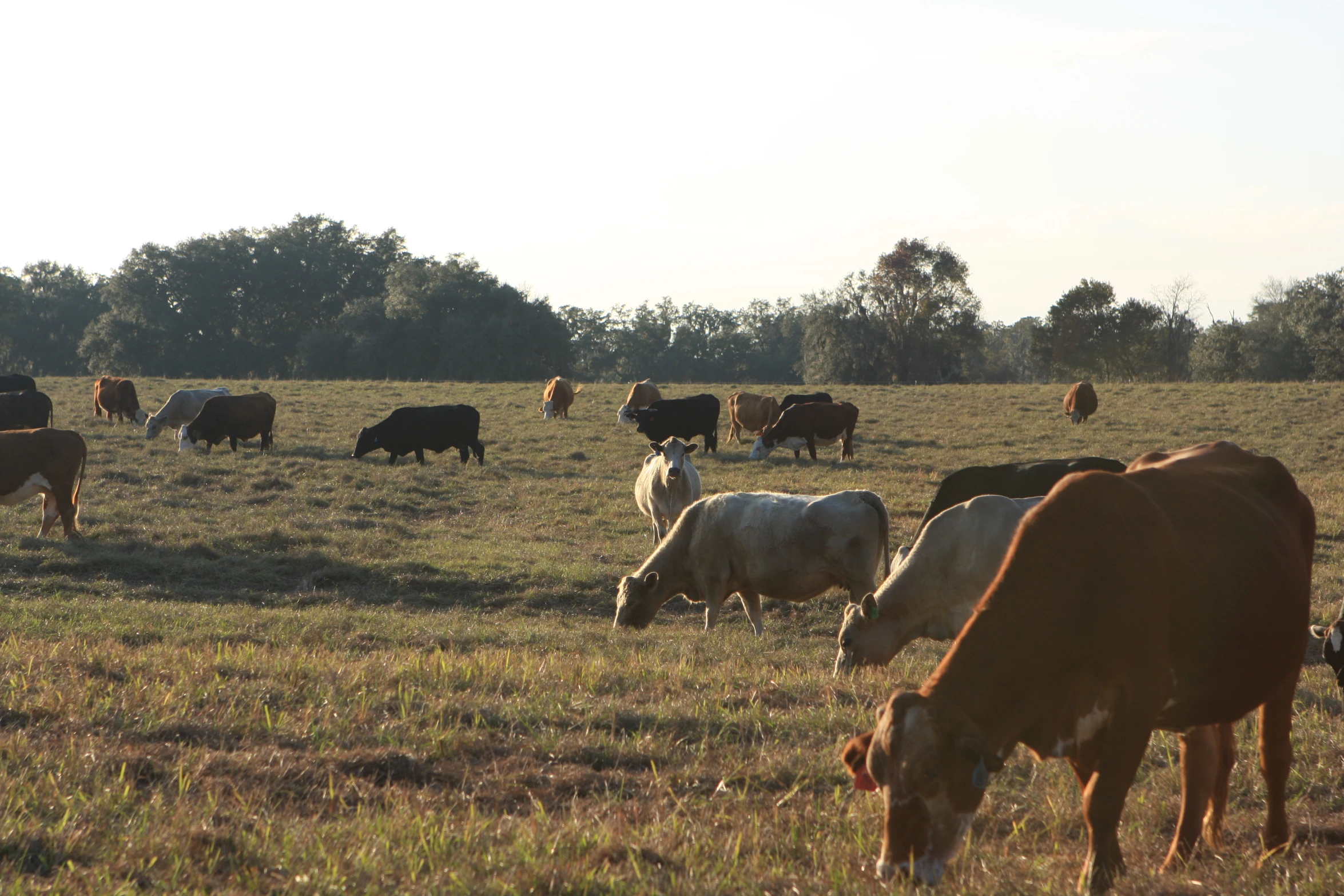 several cows and cows eating in the grass