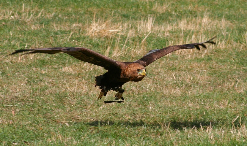 a bird in mid air over an open grassy area