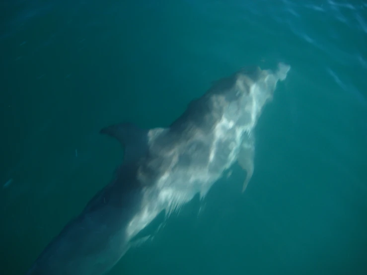 a large white dolphin in the ocean looking up