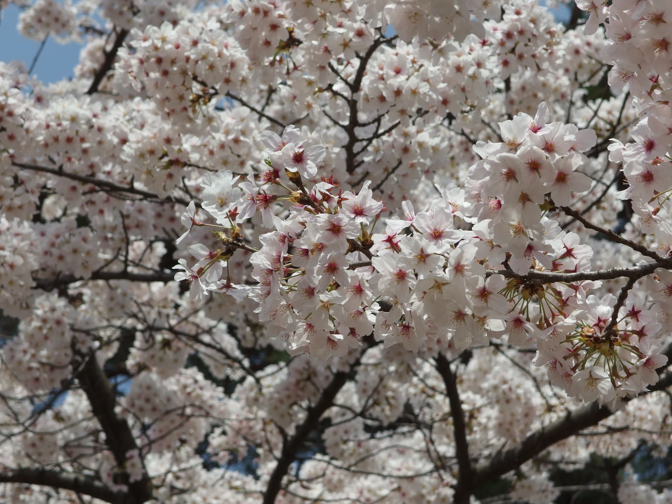 an image of the tree nches with beautiful white blossoms