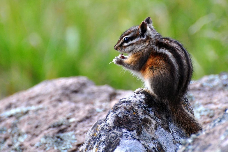 a small squirrel with his nose open, eating