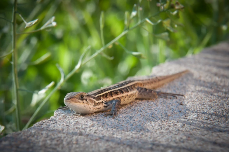 a lizard resting on a rock near plants