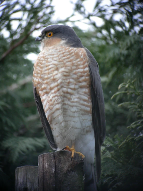 a hawk perched on top of a wooden post