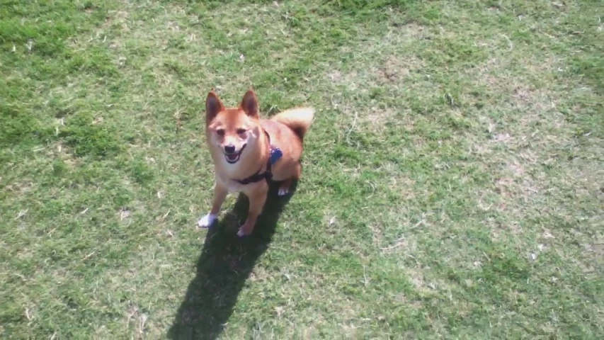 a small brown and white dog is walking in the grass