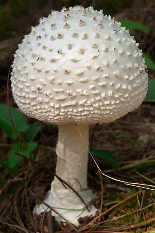 white colored mushroom sitting in the woods