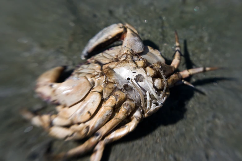 the large bug is showing his large teeth