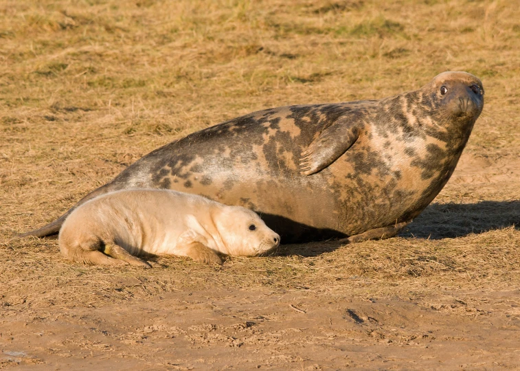 two baby sealions are laying in the dirt