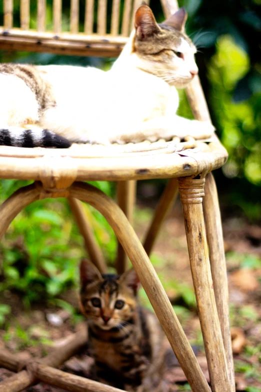 two cats sitting in a wooden chair next to each other