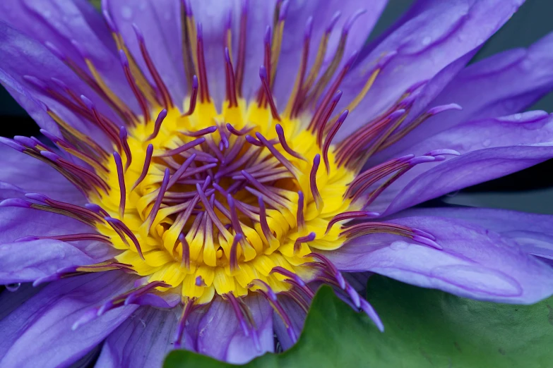 a blue and yellow flower with green leaves