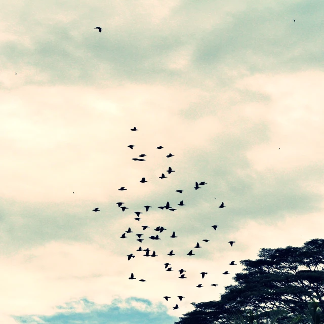 flock of birds flying across cloudy skies in formation