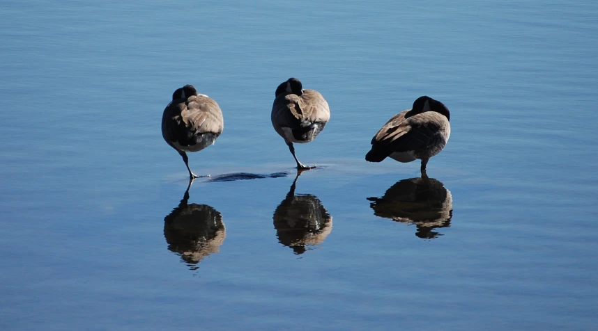 three birds standing on top of the water