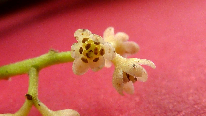 the small flower is starting to bloom on the plant