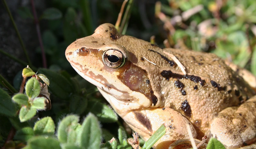 a frog is sitting on some grass and plants