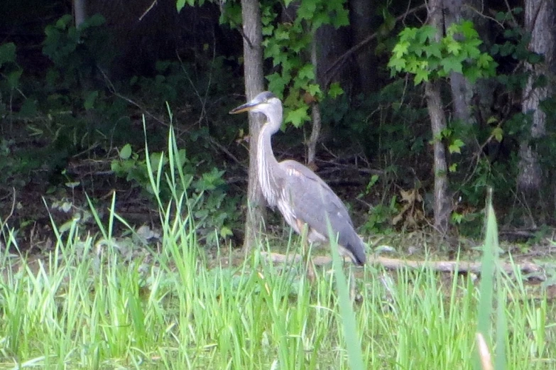 a large bird standing next to tall green grass